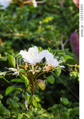 Bauhinia winitii Craib flower on vine Bauhinia winitii Craib flower on vine 19255895