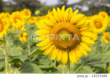 Bright yellow sunflowers and bee in the farm 19255988