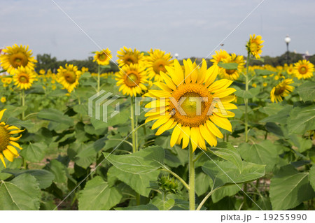 Bright yellow sunflowers and bee in the farm 19255990