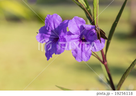 Purple ruellias flower Purple ruellias flower 19256118