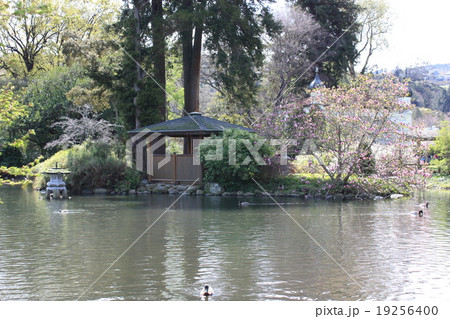 ダニーデン植物園の池 19256400