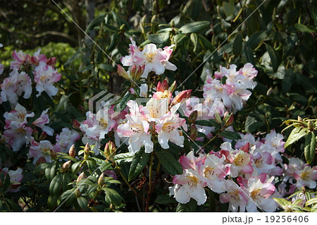 ダニーデン植物園のシャクナゲ 19256406