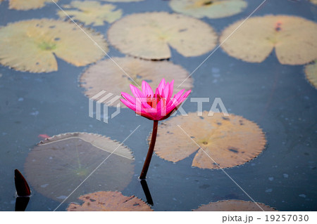 red water lily or red lotus red water lily or red lotus 19257030