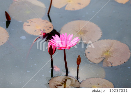 red water lily or red lotus 19257031
