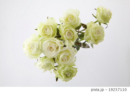 緑色のバラの花束俯瞰 緑色のバラの花束俯瞰 19257110
