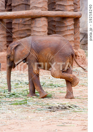 Baby elephant Baby elephant 19258240