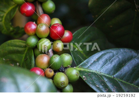 coffee seed 19259192