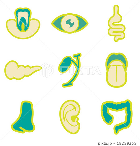 Icon of assembly internal organs in flat style Icon of assembly internal organs in flat style 19259255