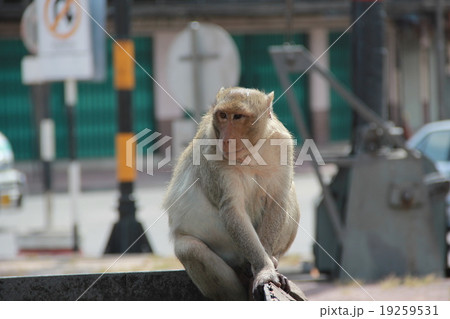 cute monkey 19259531