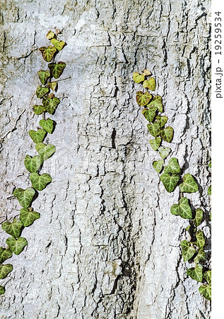 English Ivy English Ivy 19259534