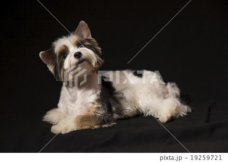 Puppy Puppy 19259721