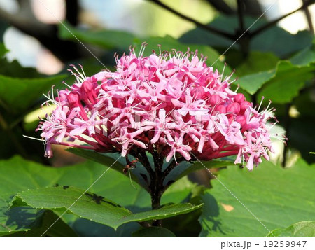 ボタンクサギ／日比谷公園 19259947