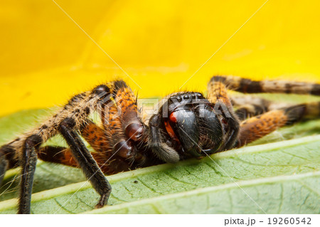 Spider on green leaf Spider on green leaf 19260542