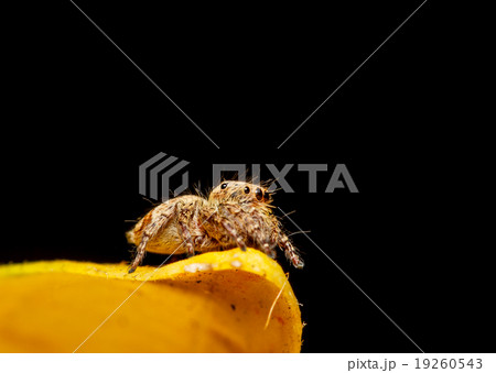jumper spider on yello leaf 19260543