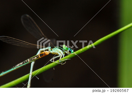 A blue and black dragonfly 19260567