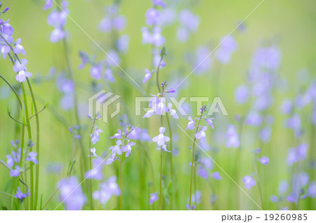 マツバウンラン 19260985