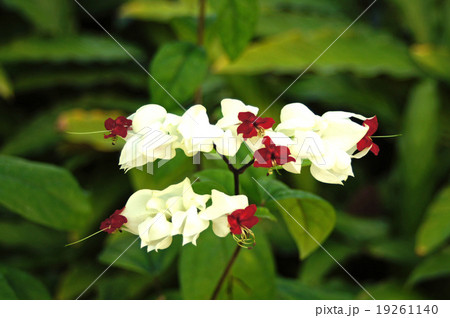 ゲンペイクサギ 19261140