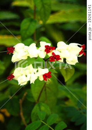 ゲンペイクサギ 19261141