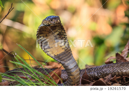 close up  Monocellate Cobra 19261570