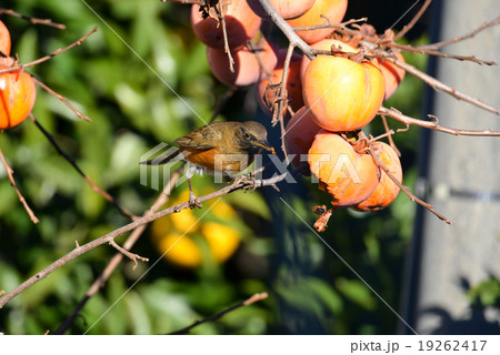 柿を食べに来たアカハラ 柿を食べに来たアカハラ 19262417