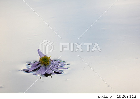 水たまりと花 19263112