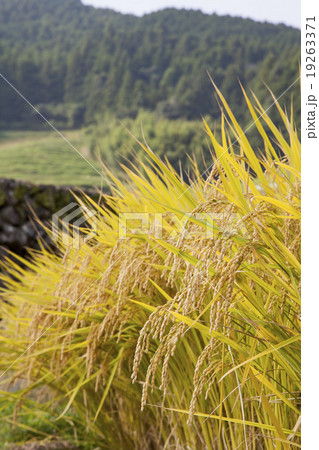 波佐見 鬼木の棚田 波佐見 鬼木の棚田 19263371