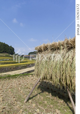 波佐見 鬼木の棚田 19263372