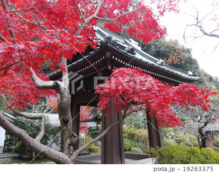 紅葉 紅葉 19263375