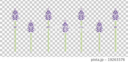 薰衣草 薰衣草 19263376