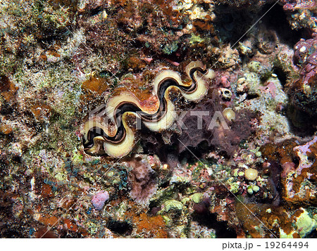 シャコガイ　海インテリア　シャコ貝珊瑚