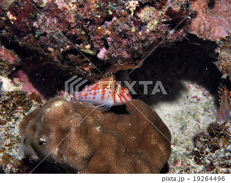 サラサゴンベ若魚 サラサゴンベ若魚 19264496