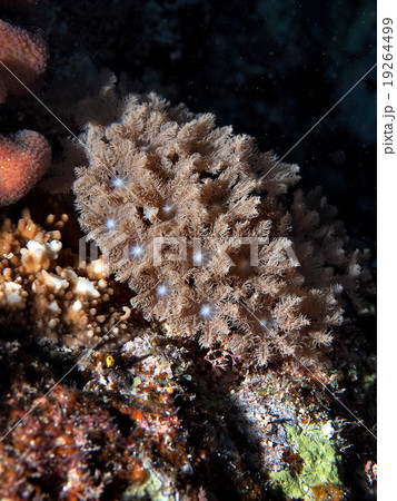 珊瑚に付く珊瑚の仲間 19264499