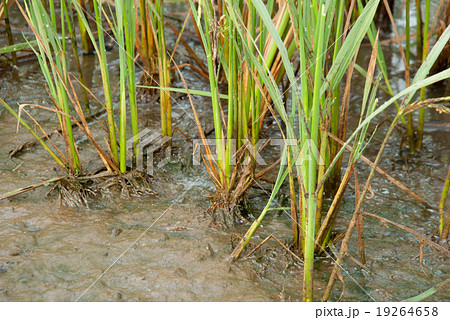 The rice farm and mud field in background The rice farm and mud field in background 19264658