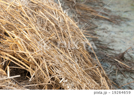 The rice straw and mud in background The rice straw and mud in background 19264659