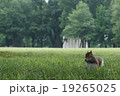 リス 19265025