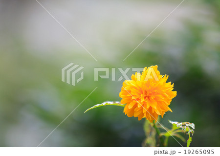 カントウタンポポ カントウタンポポ 19265095