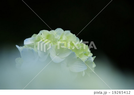 紫陽花 紫陽花 19265412