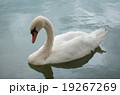 湖面のコブハクチョウ 19267269