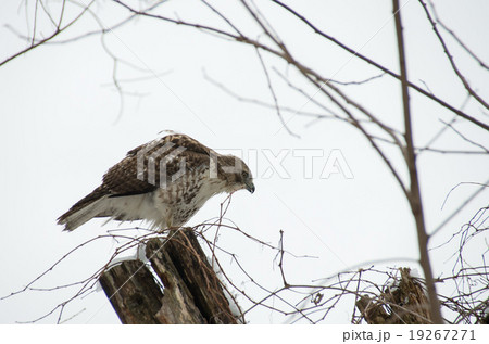 アカオノスリ 19267271