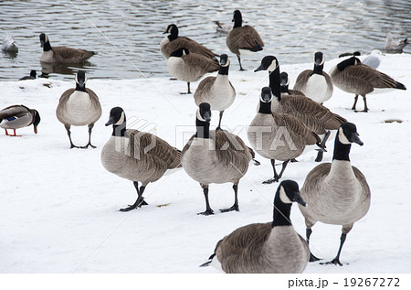 カナダガン 19267272