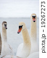 コブハクチョウ３羽 19267273