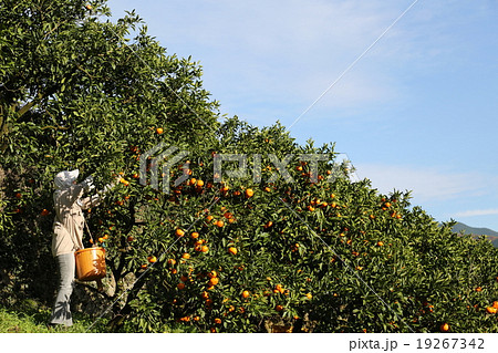 みかん収穫 19267342