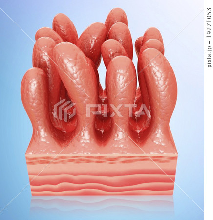 Small intestine walls hi-res stock photography and images - Page 2 - Alamy