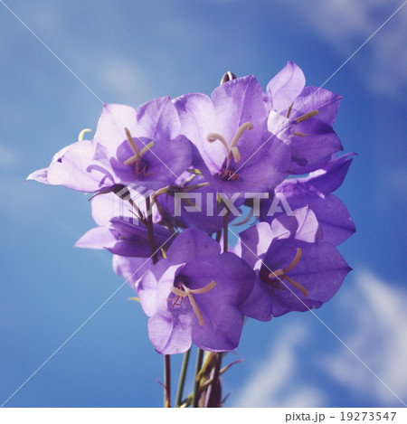 Bunch of campanula flowers. Plants. Russian North. 19273547