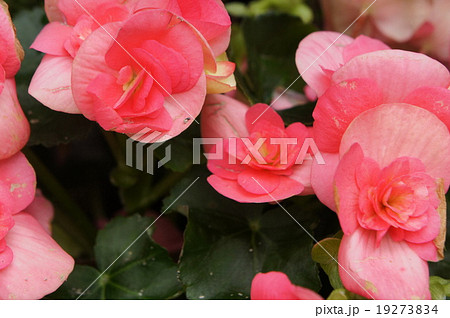 ベゴニア ベゴニア 19273834