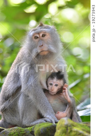 バリザル バリザル 19273943