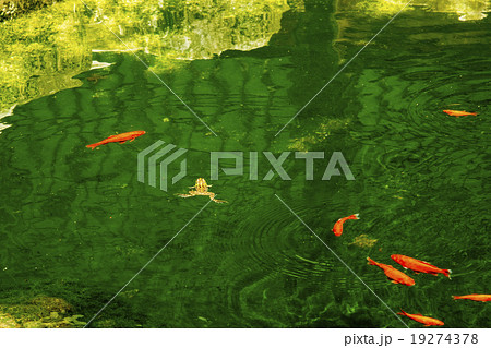 池のカエルと鯉 19274378