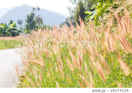 brown fountain grass cluster on the wayside brown fountain grass cluster on the wayside 19274526