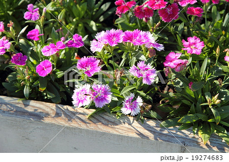 テルスターの花の写真素材