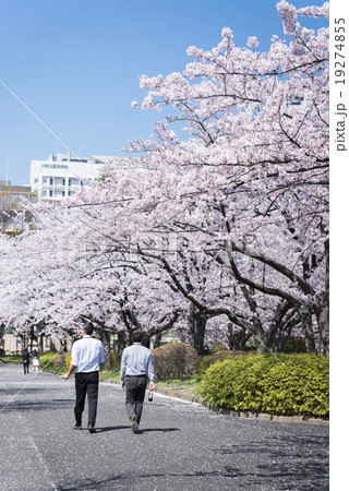 桜並木の道 桜並木の道 19274855